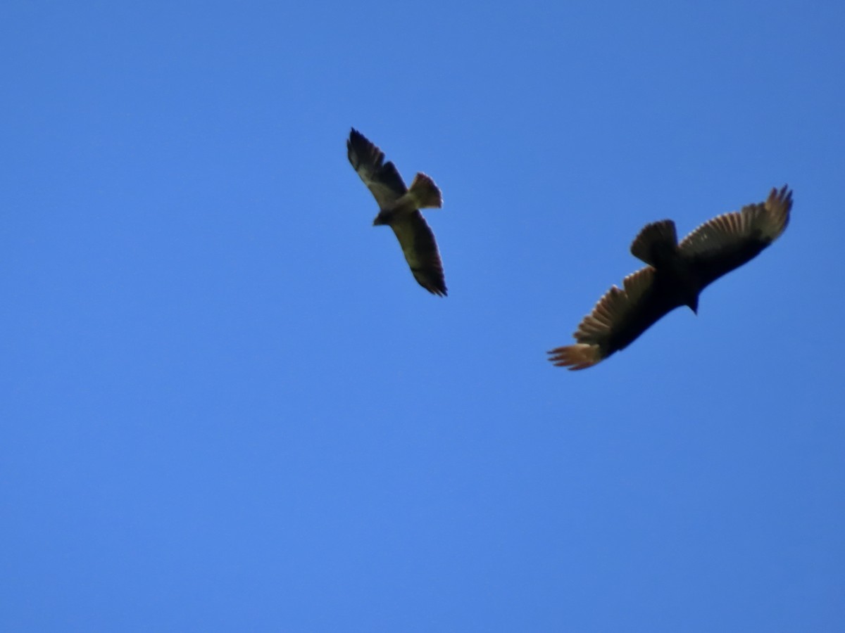 Swainson's Hawk - George Gerdts