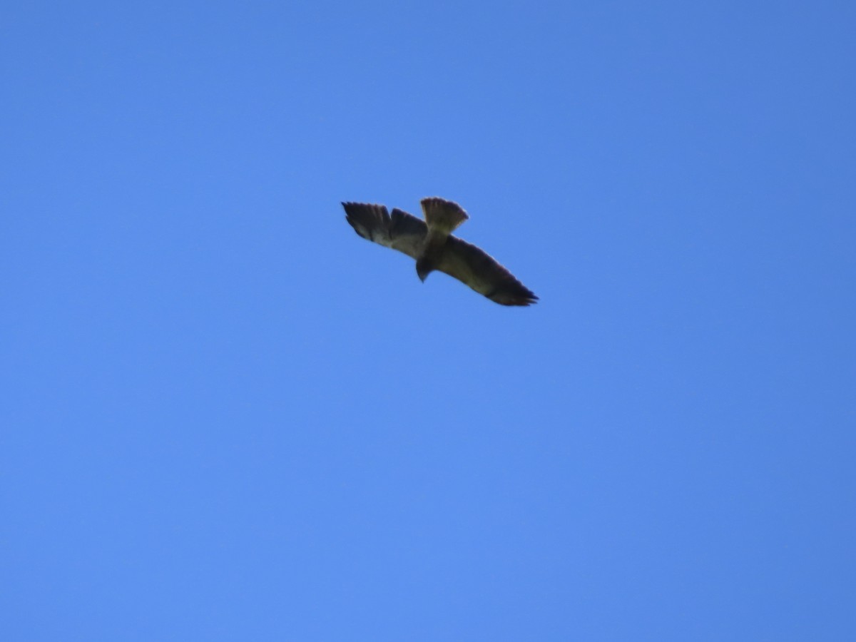 Swainson's Hawk - George Gerdts