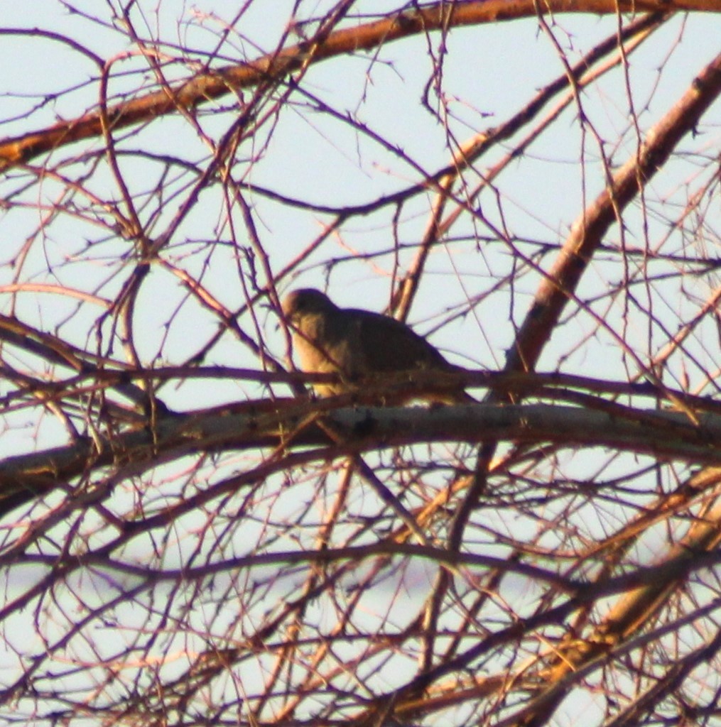 Mourning Dove - Marsha Painter