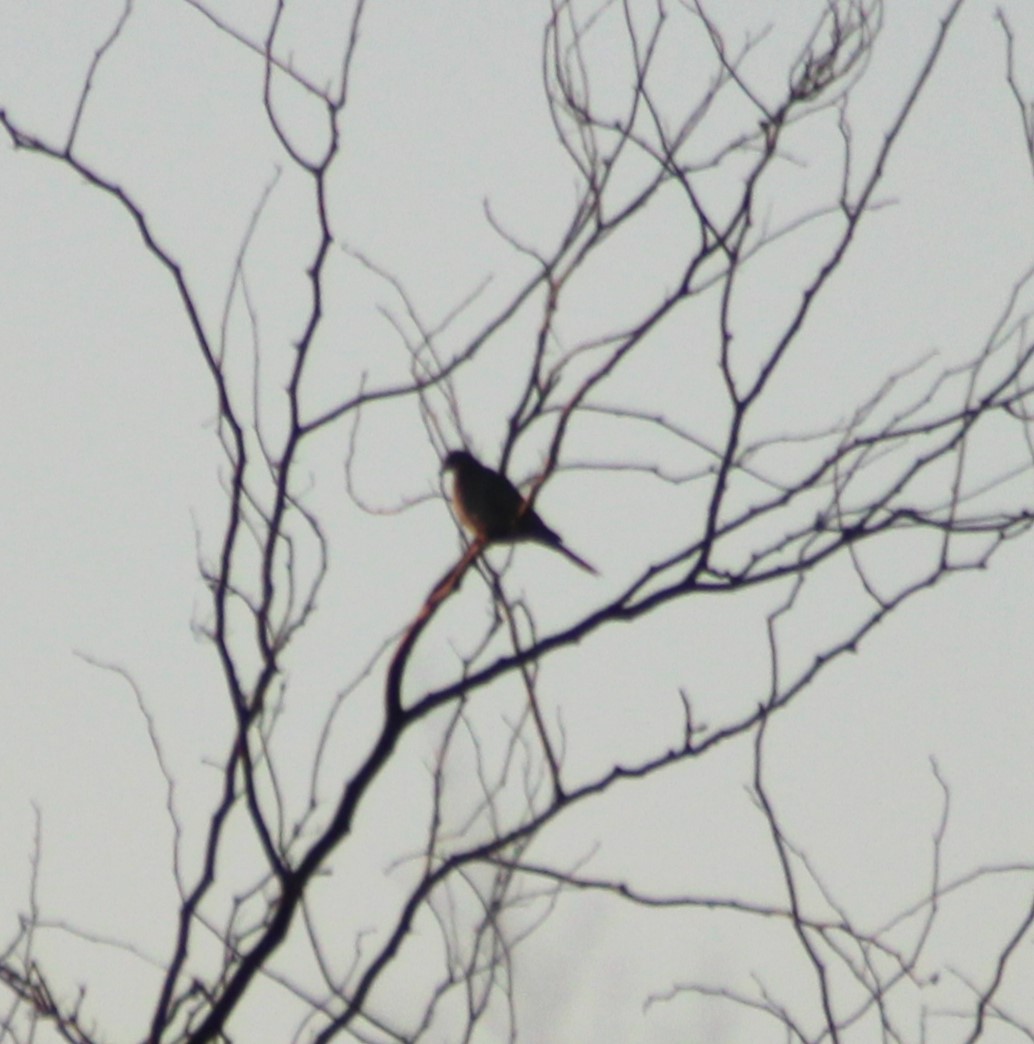 Mourning Dove - Marsha Painter