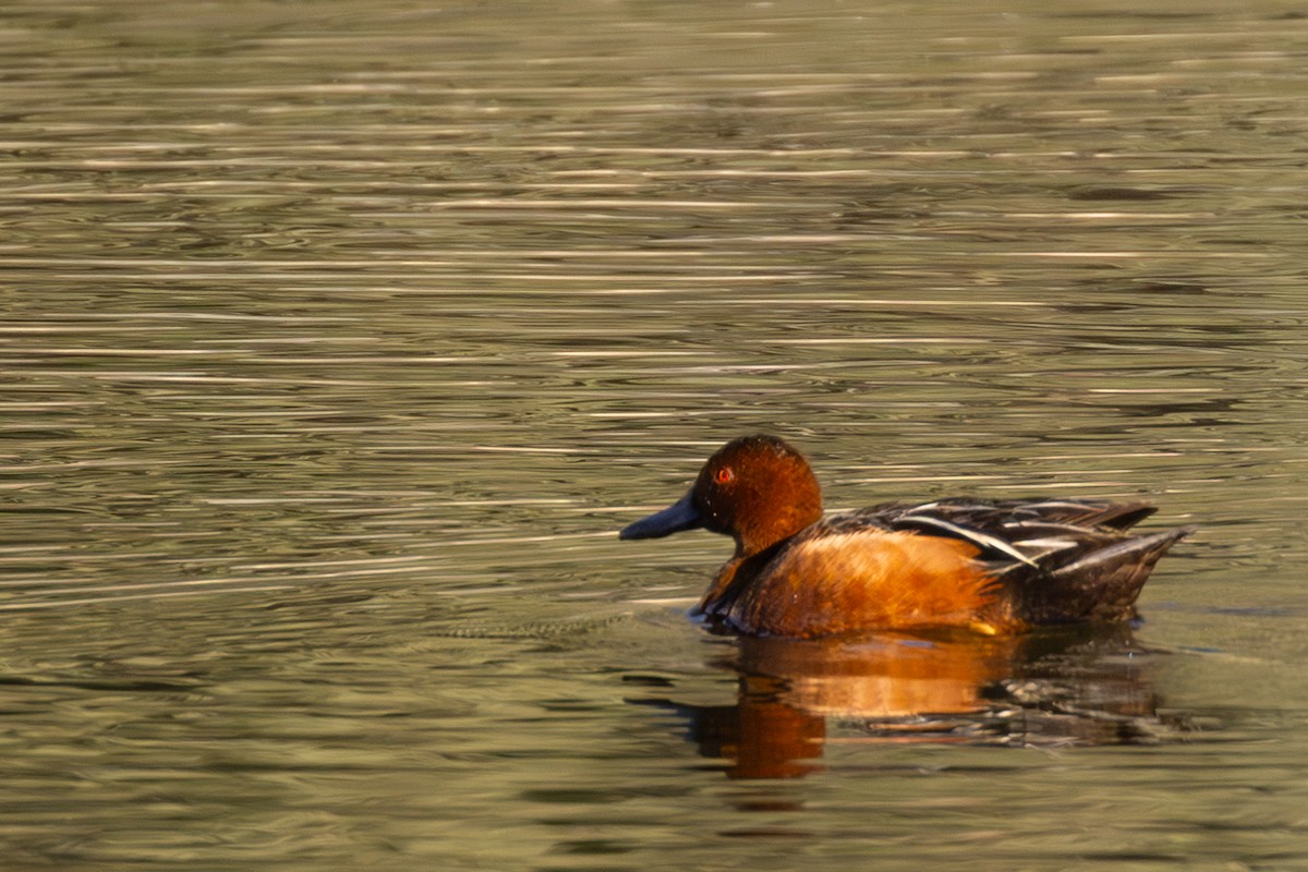 Cinnamon Teal - Roger Kohn