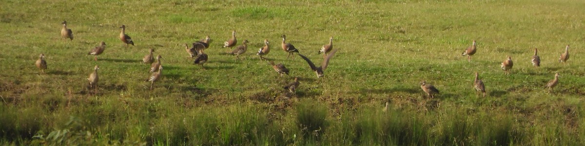 Plumed Whistling-Duck - Suzanne Foley