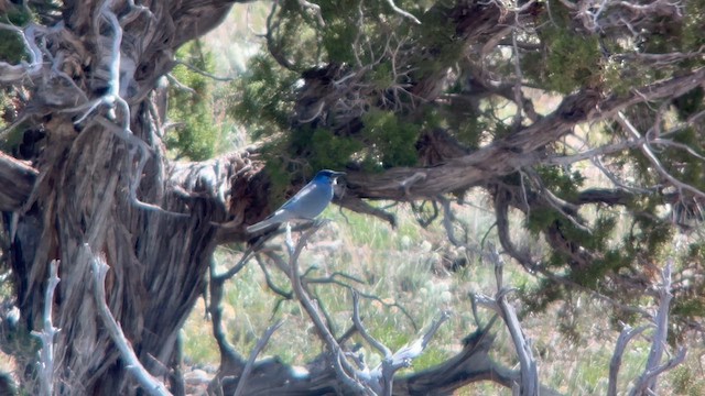 Pinyon Jay - ML619117535