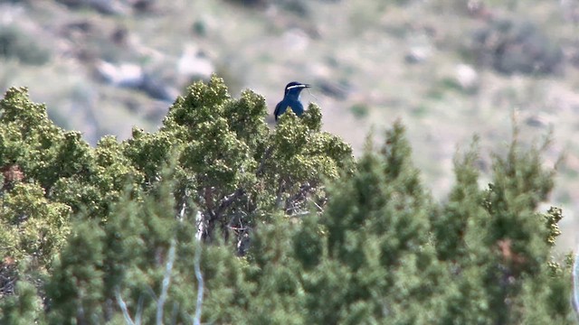 Pinyon Jay - ML619117536