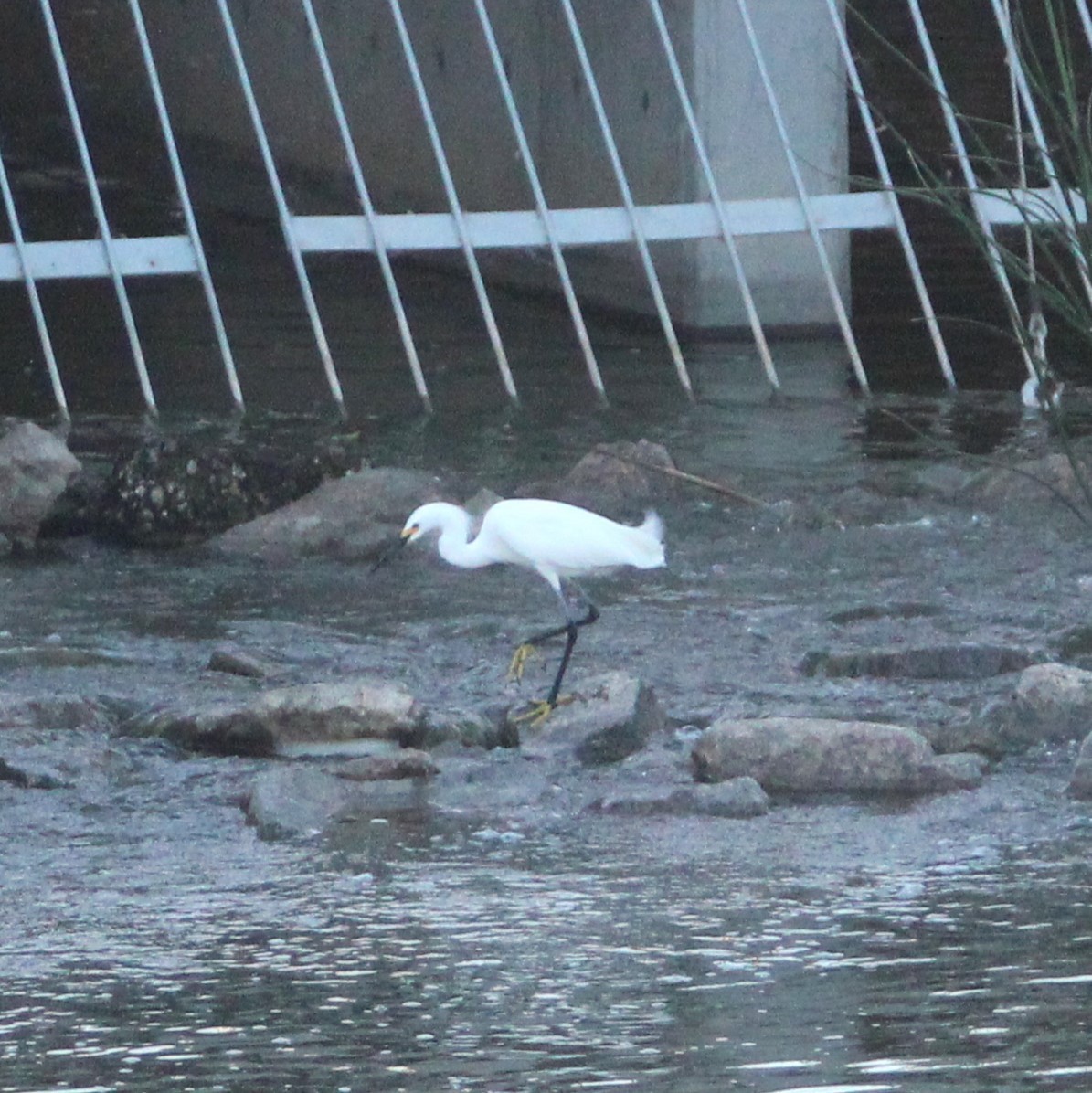 Snowy Egret - Marsha Painter