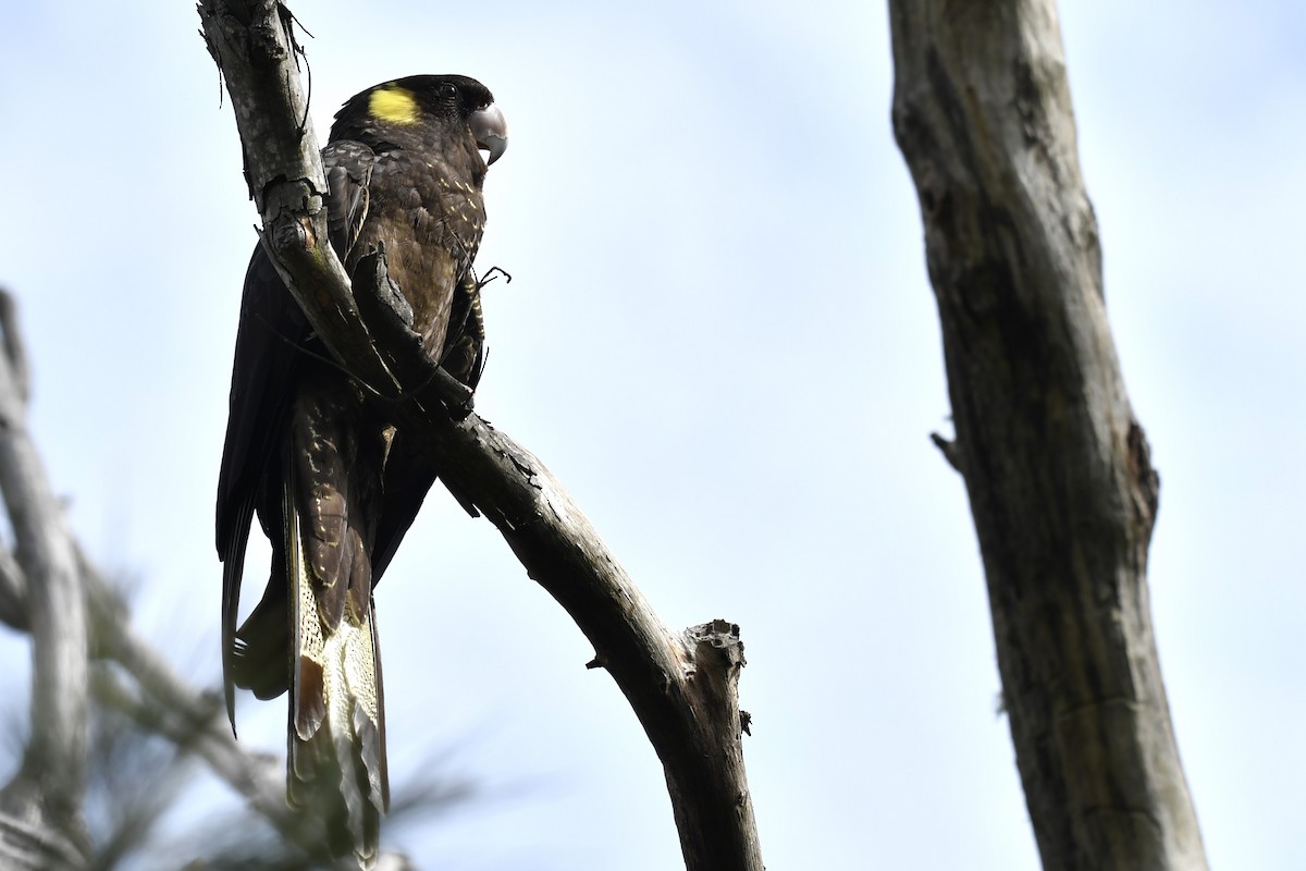 Yellow-tailed Black-Cockatoo - Chris Munson