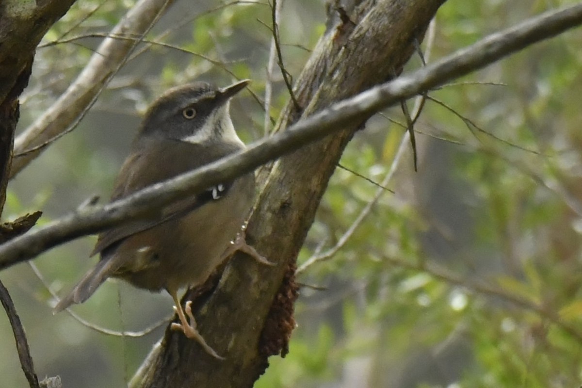 White-browed Scrubwren - Chris Munson