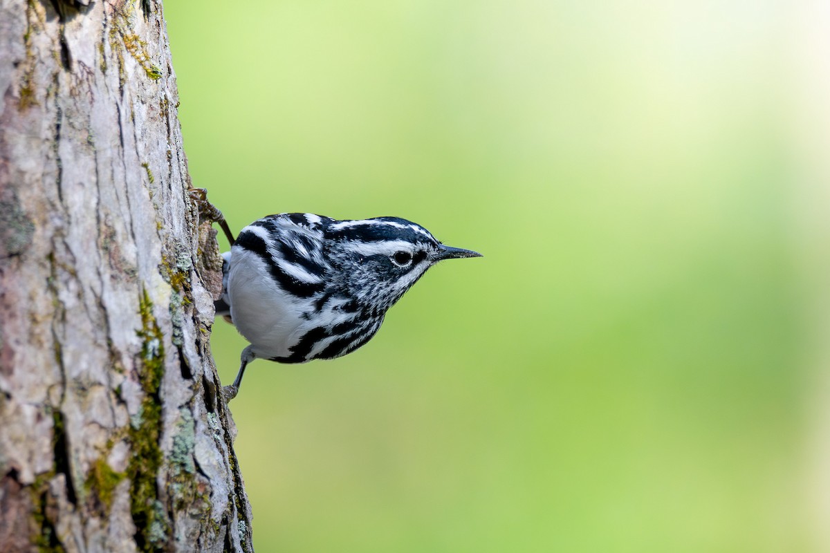 Black-and-white Warbler - Alex Busato