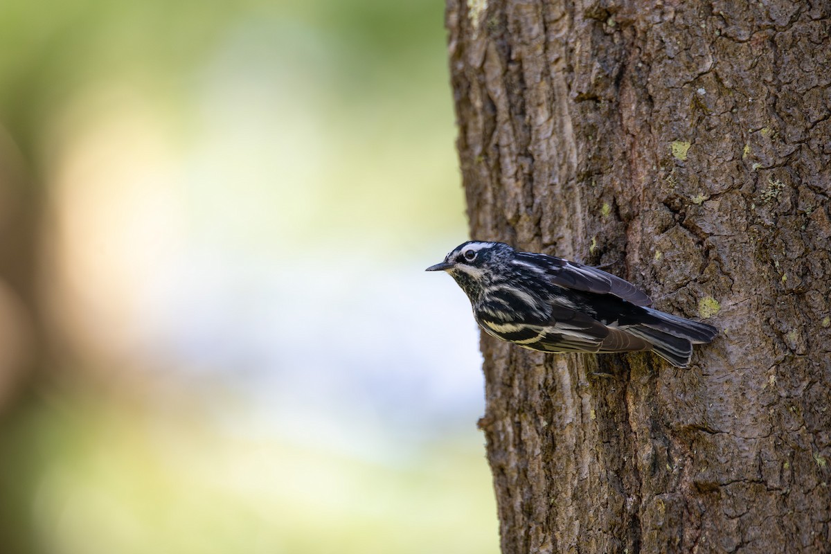 Black-and-white Warbler - Alex Busato