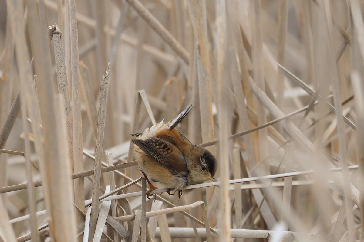 Marsh Wren - Nolan Kerr