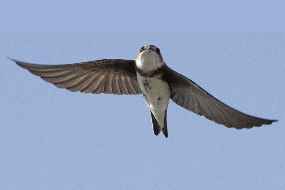 Bank Swallow - John Gordon