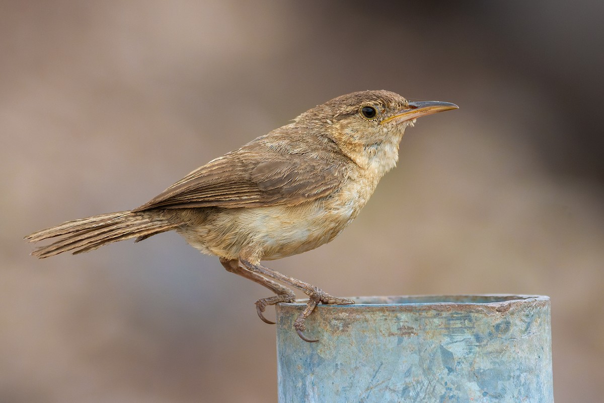 Clarion Wren - Hector Cayetano