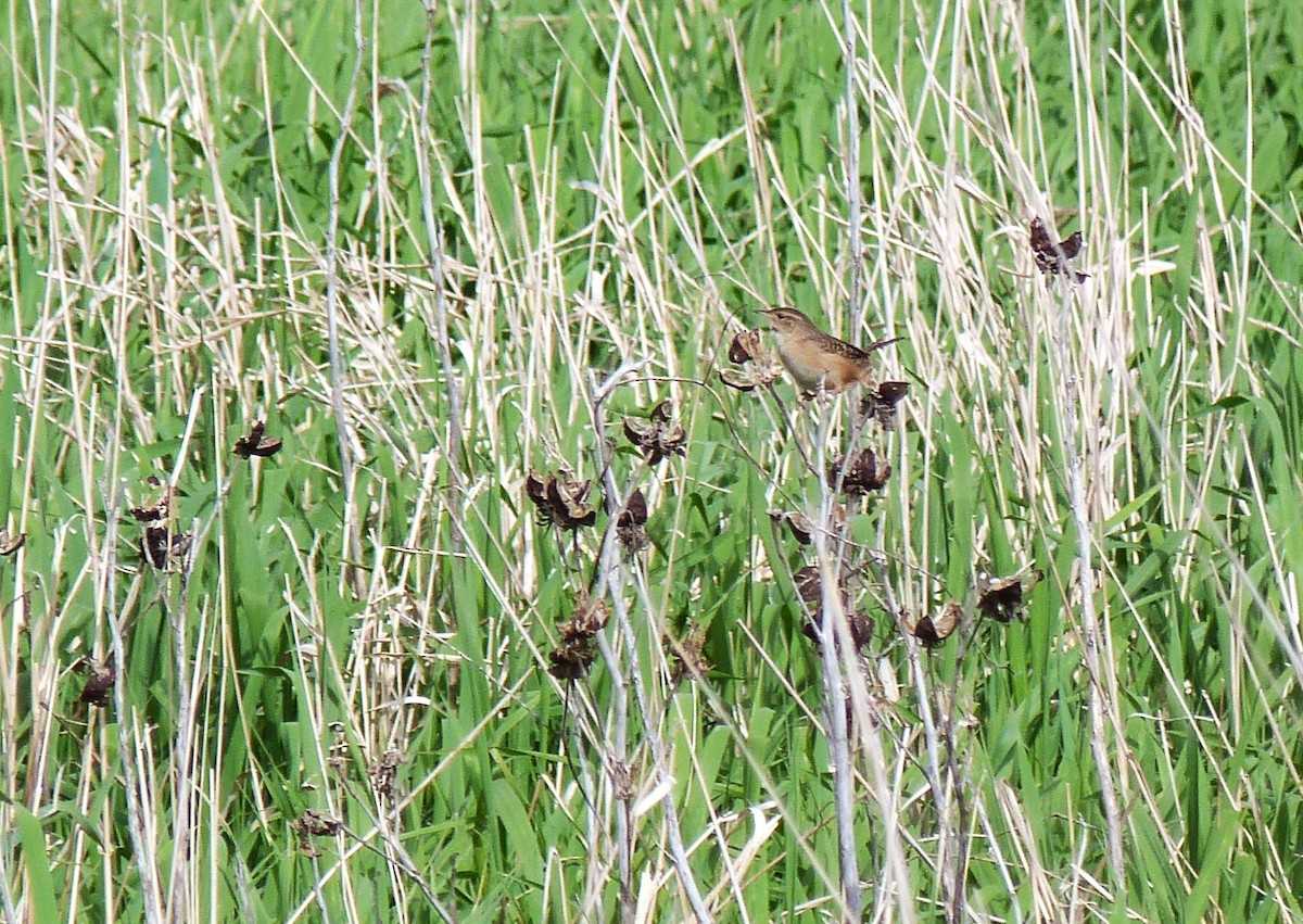 Sedge Wren - ML619117591