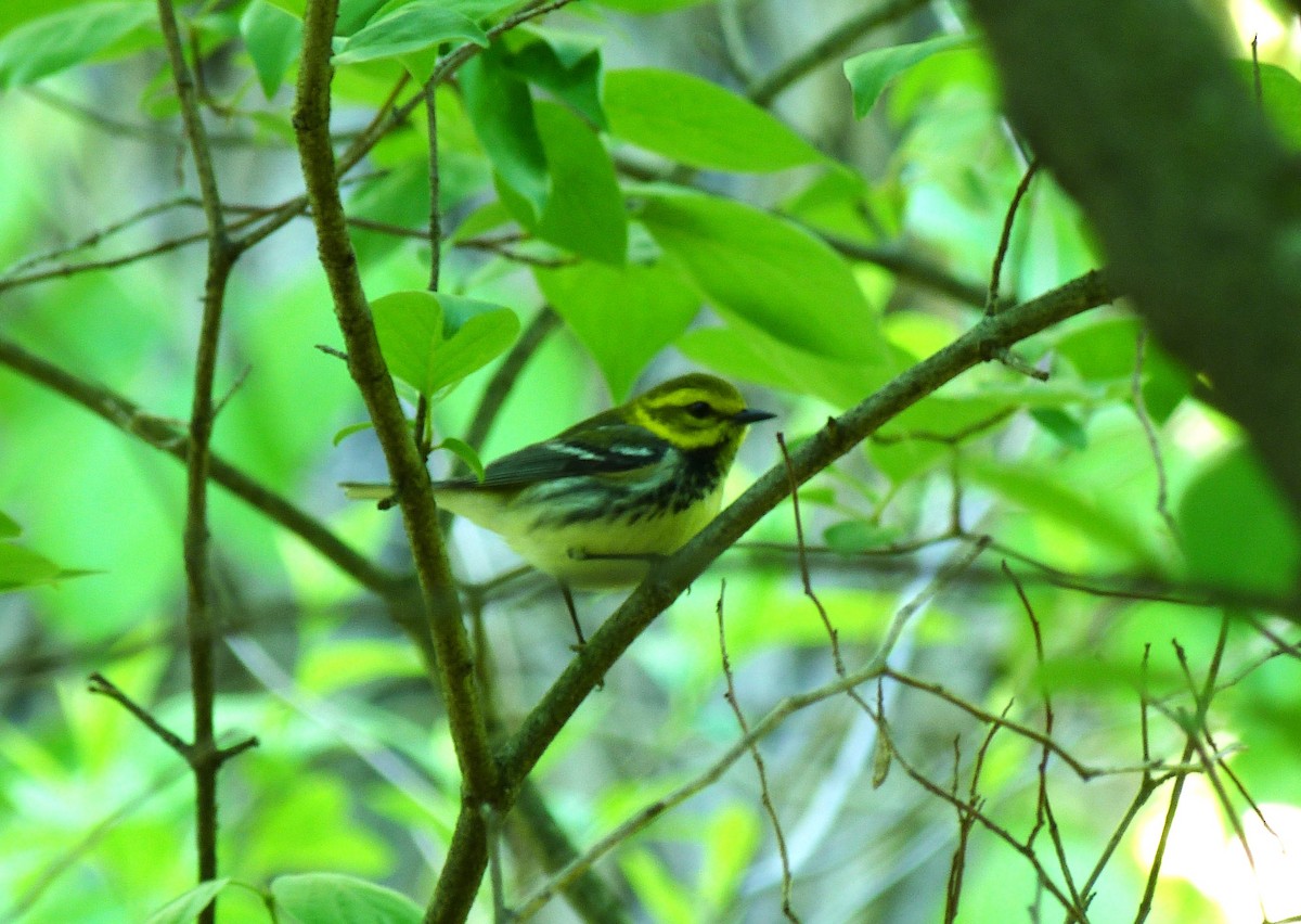 Black-throated Green Warbler - Tony Kurz