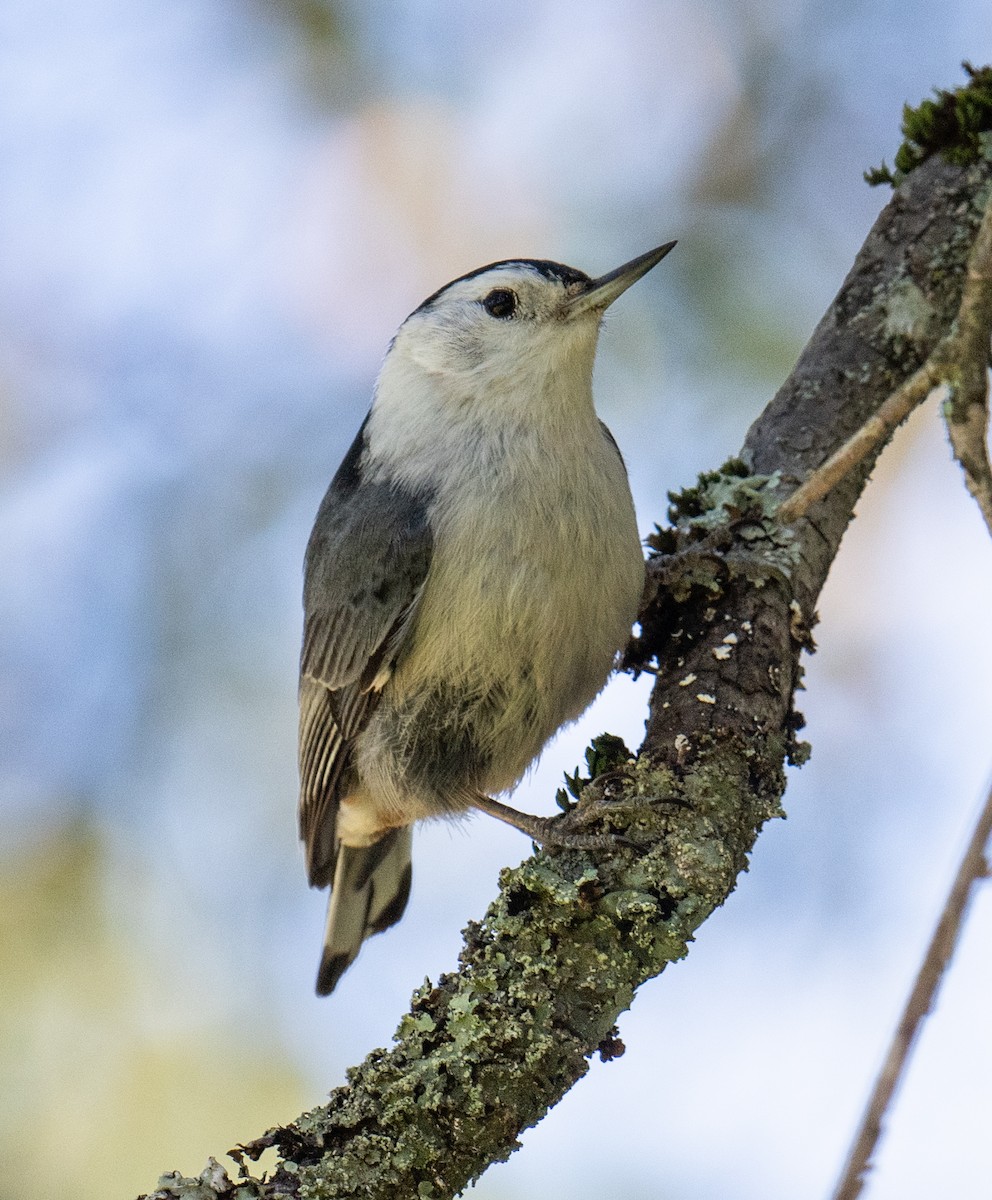 White-breasted Nuthatch - Colin McGregor