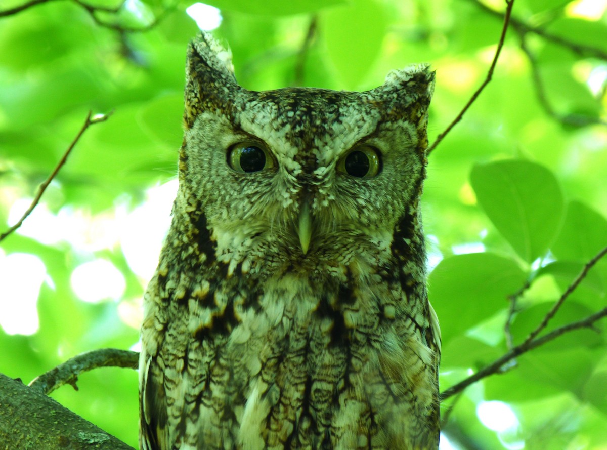 Eastern Screech-Owl - Tony Kurz