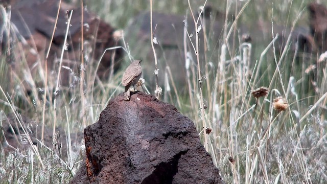 Rock Wren - ML619117632