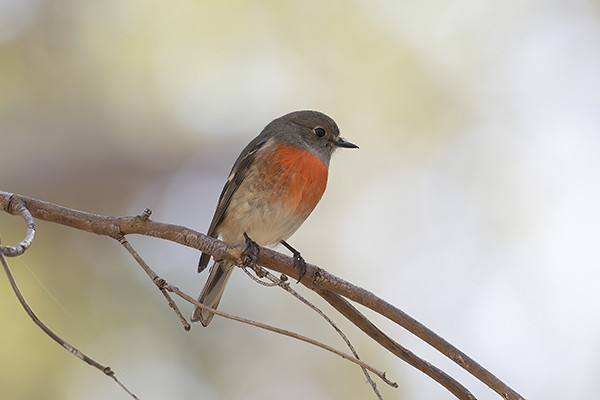 Scarlet Robin - Phil Woollen