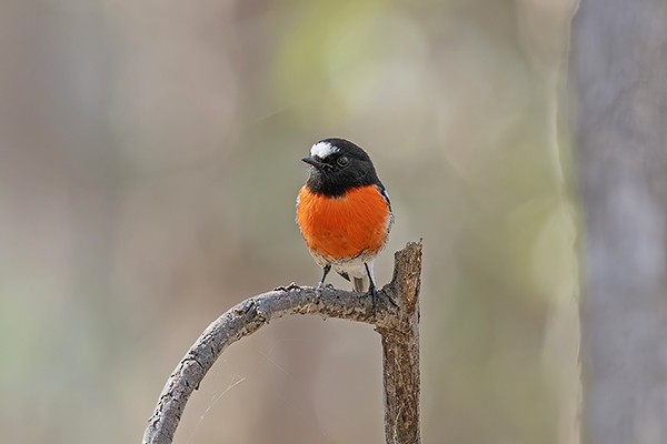 Scarlet Robin - Phil Woollen