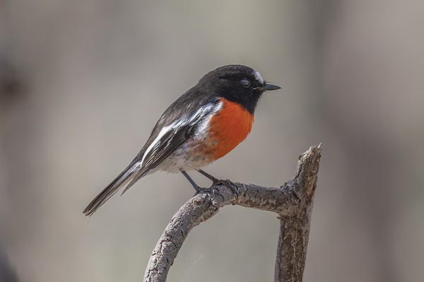 Scarlet Robin - Phil Woollen