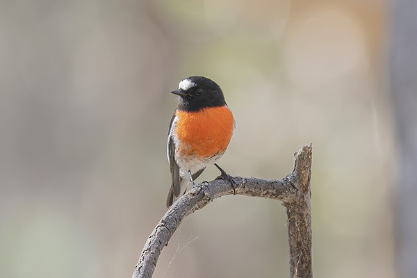 Scarlet Robin - ML619117648
