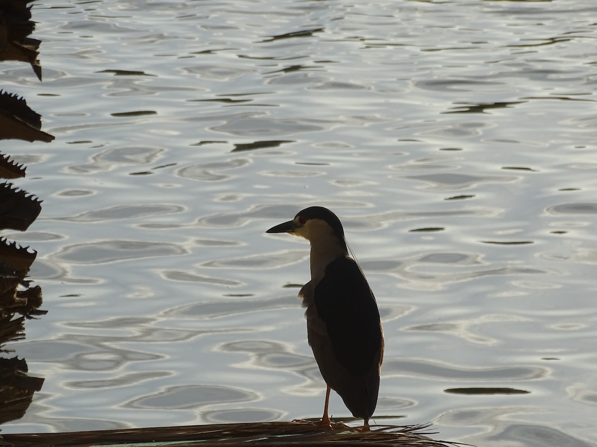 Black-crowned Night Heron - ML619117649