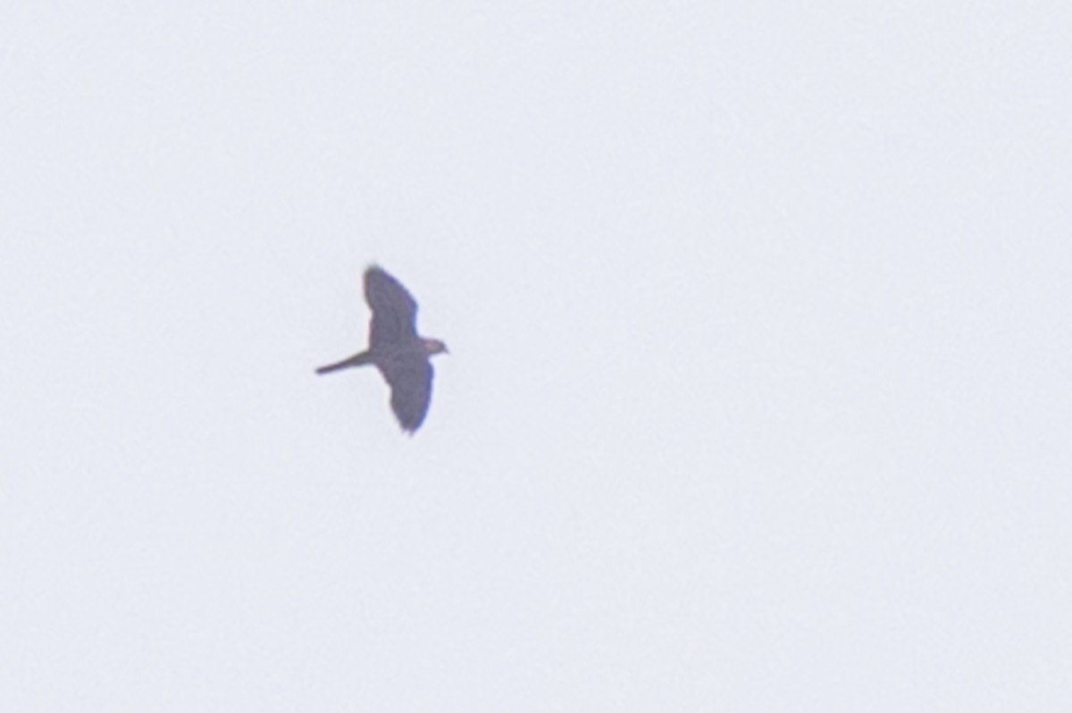 Eurasian Kestrel - Shubham Banerjee