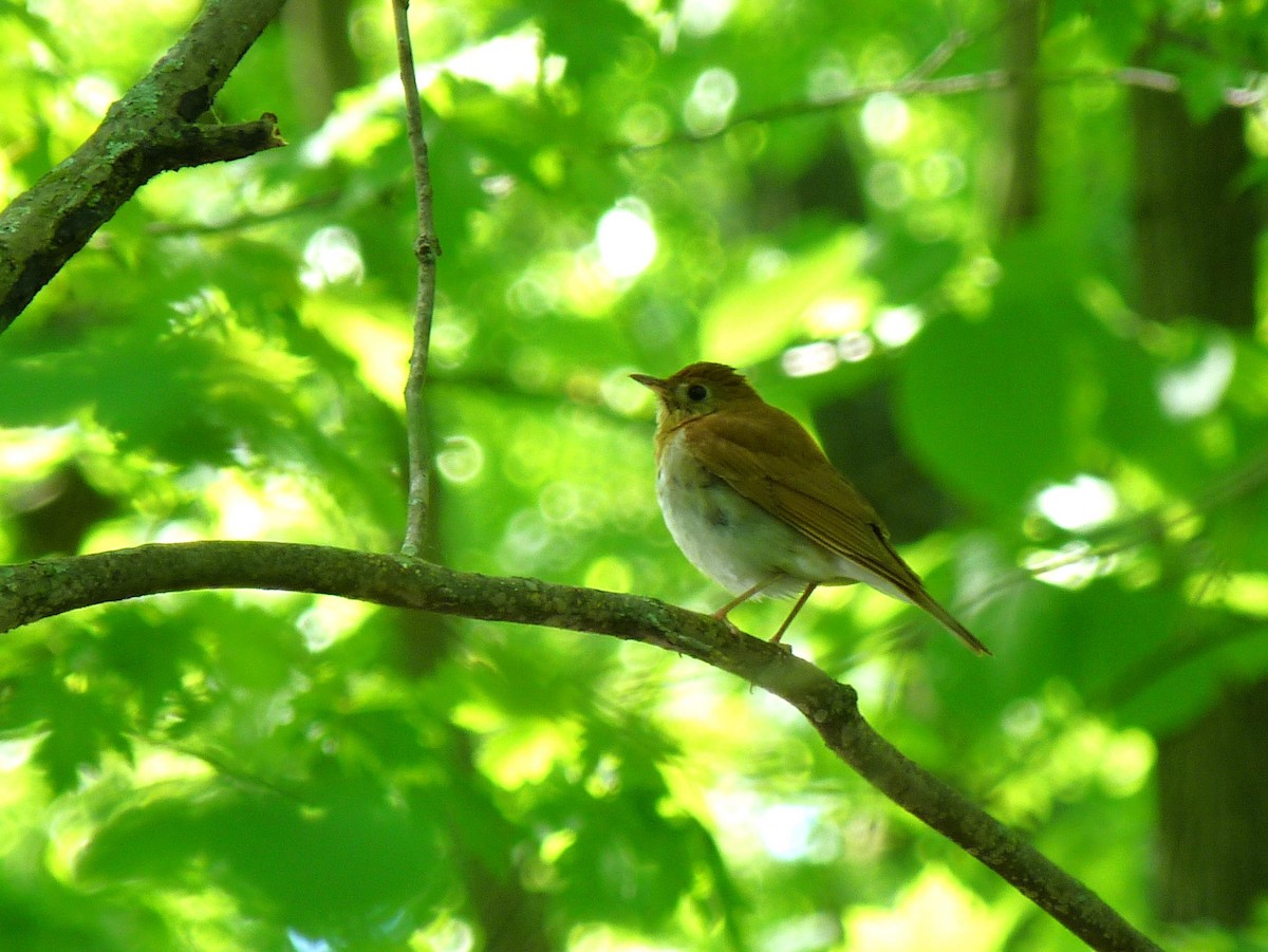 Veery - Tony Kurz