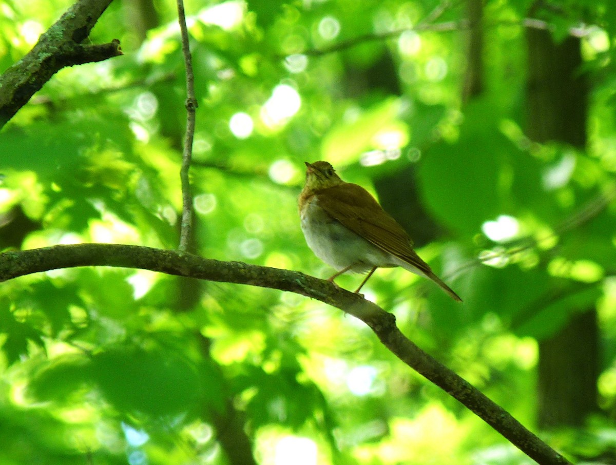 Veery - ML619117653