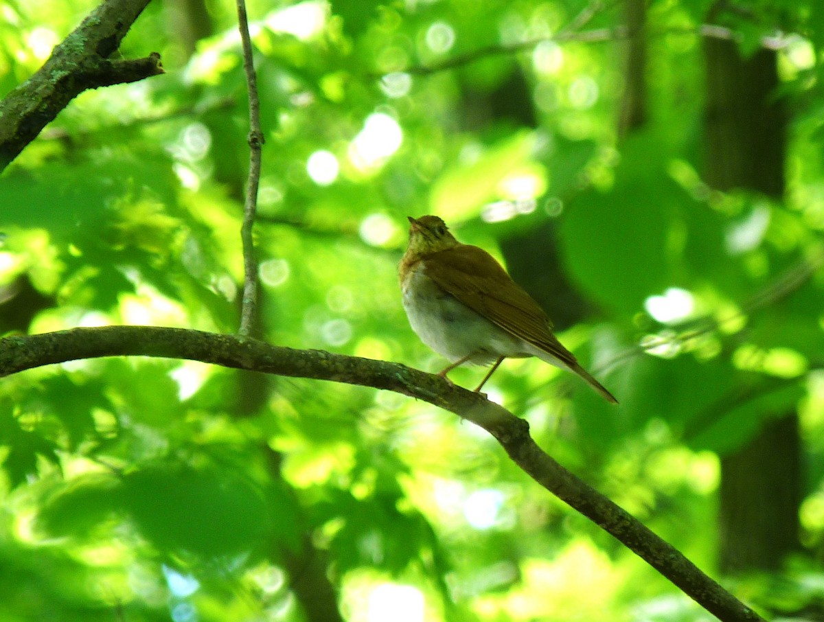 Veery - Tony Kurz