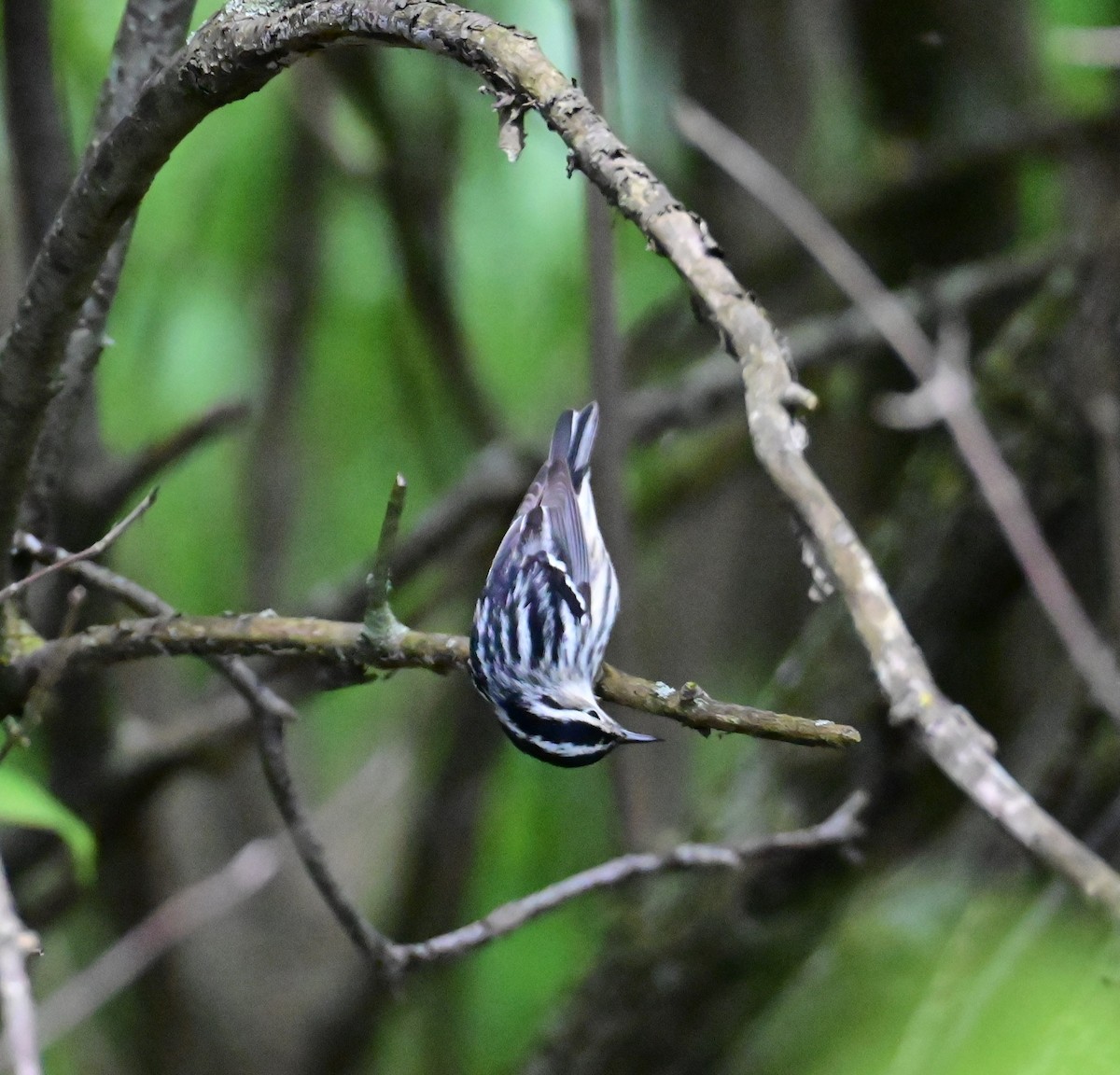 Black-and-white Warbler - Nicolle and H-Boon Lee