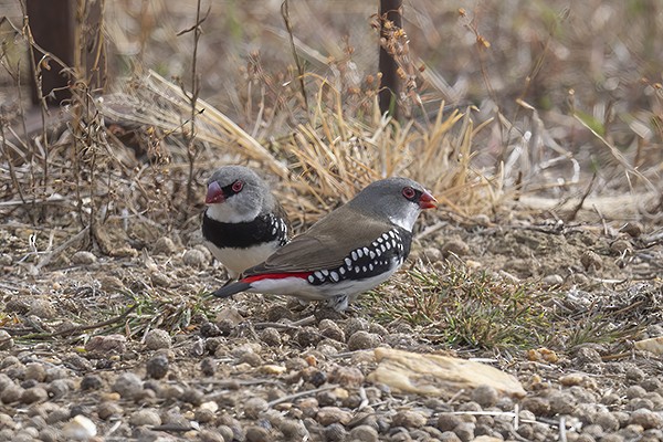 Diamond Firetail - Phil Woollen