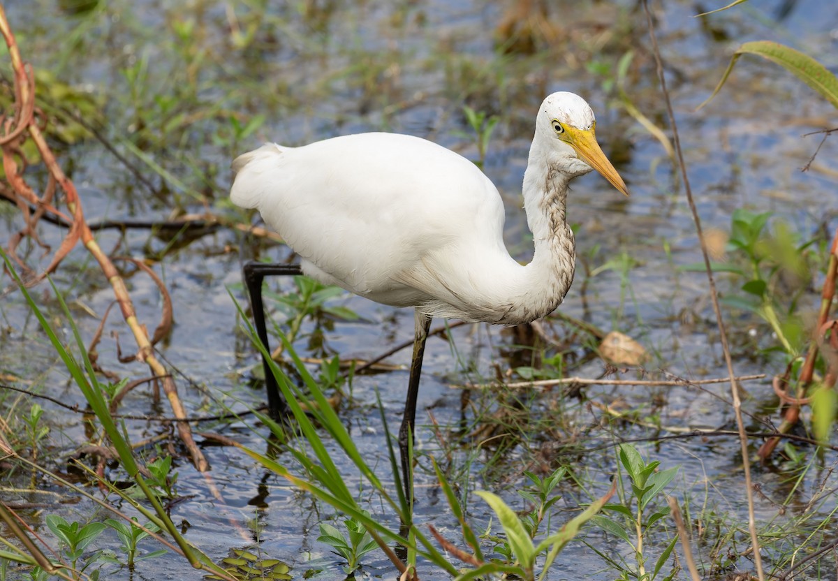 Plumed Egret - JK Malkoha