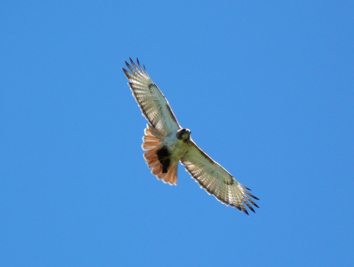 Red-tailed Hawk - Tony Kurz