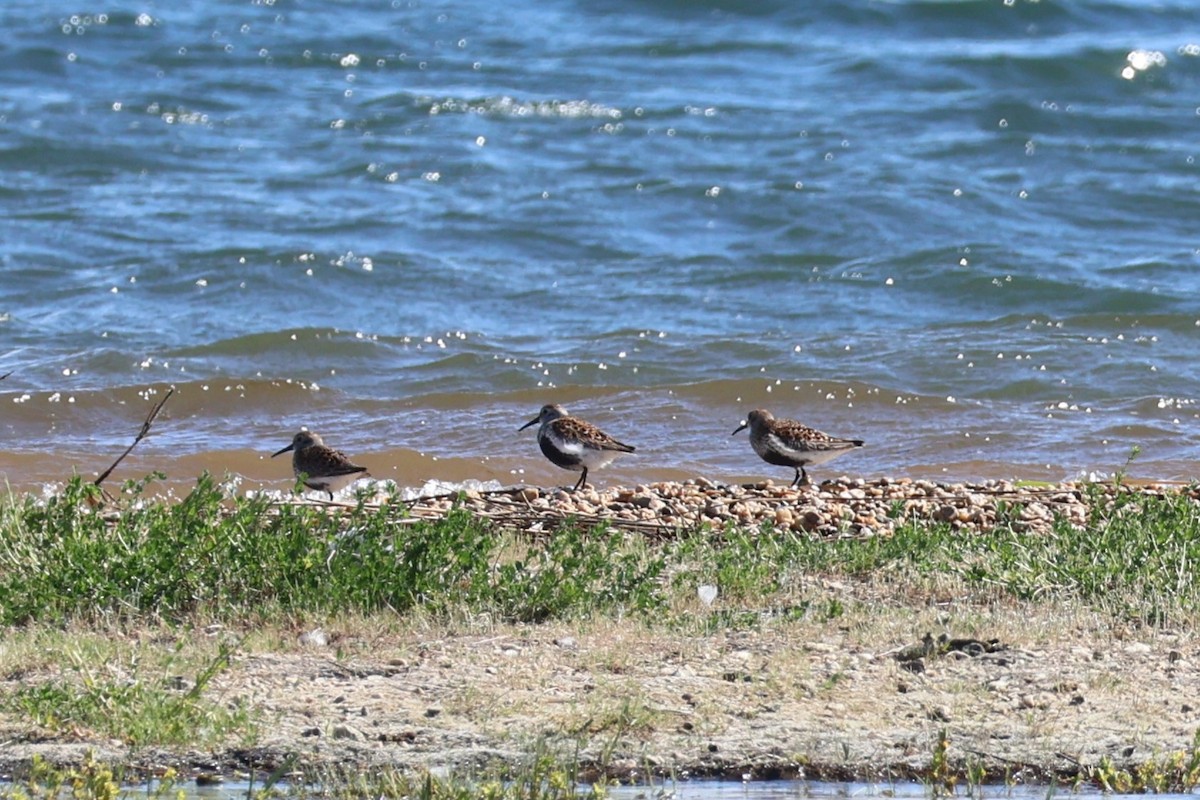 Dunlin - Heinrich Linke