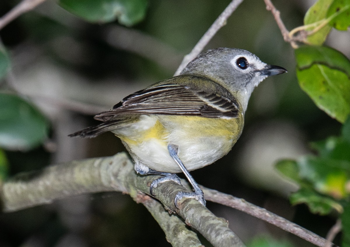 Cassin's Vireo - Colin McGregor