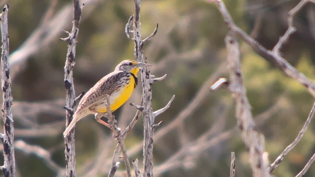 Western Meadowlark - ML619117689