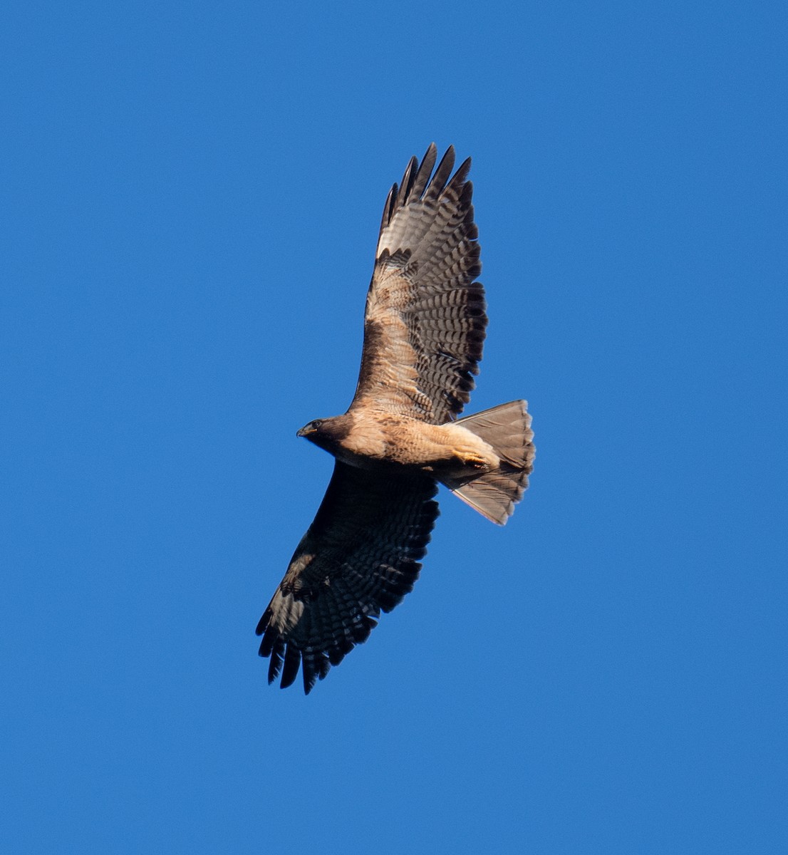 Red-tailed Hawk - Colin McGregor