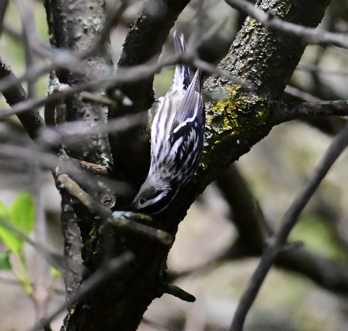 Black-and-white Warbler - Nicolle and H-Boon Lee
