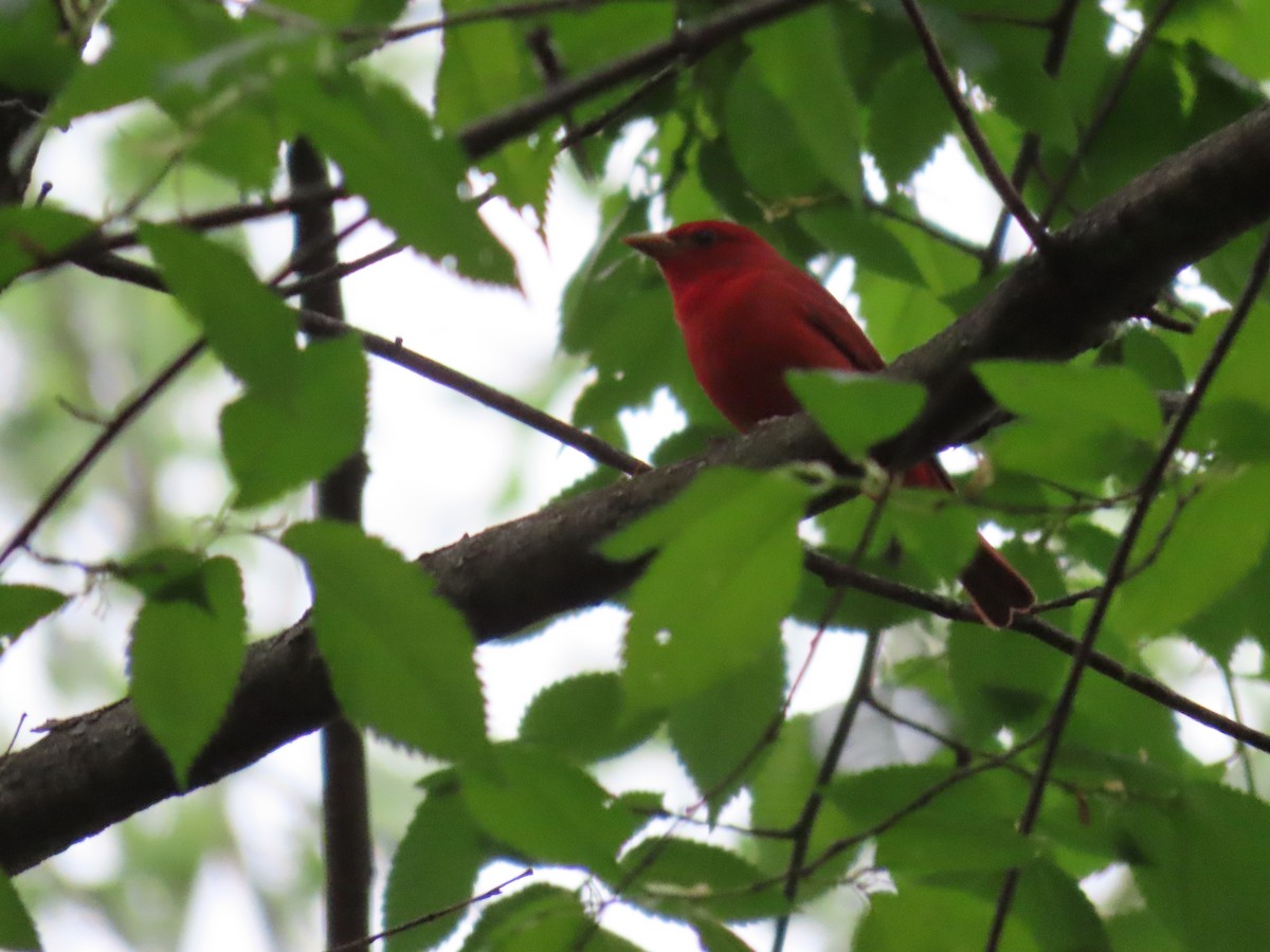 Summer Tanager - Aaron Pietsch