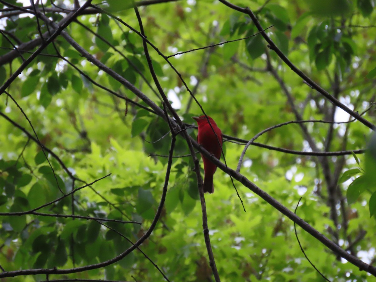 Summer Tanager - Aaron Pietsch