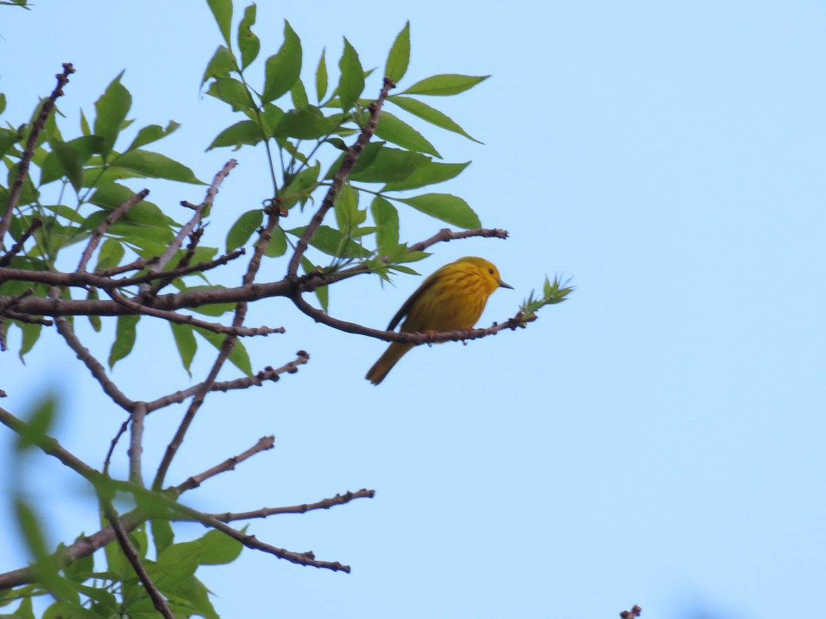 Yellow Warbler - Aaron Pietsch