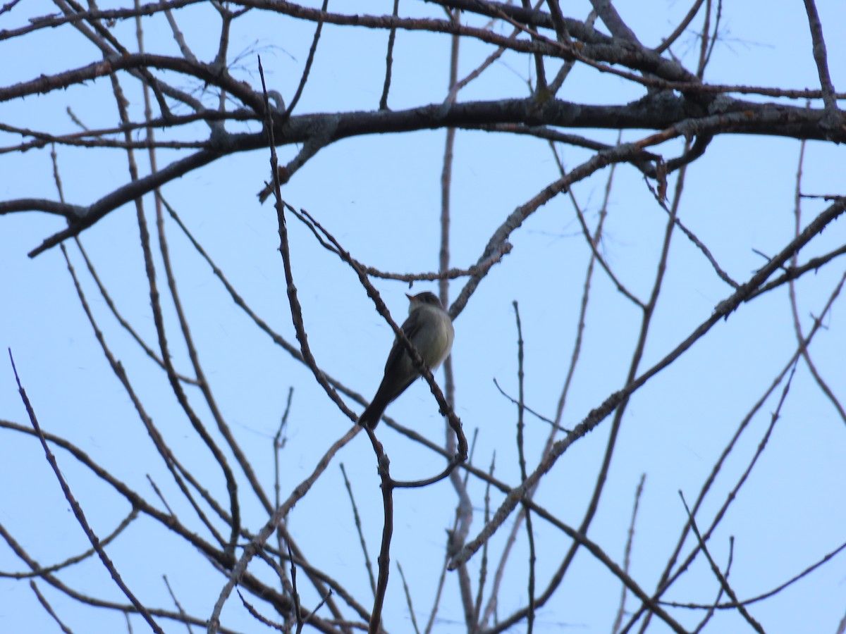 Eastern Wood-Pewee - ML619117714