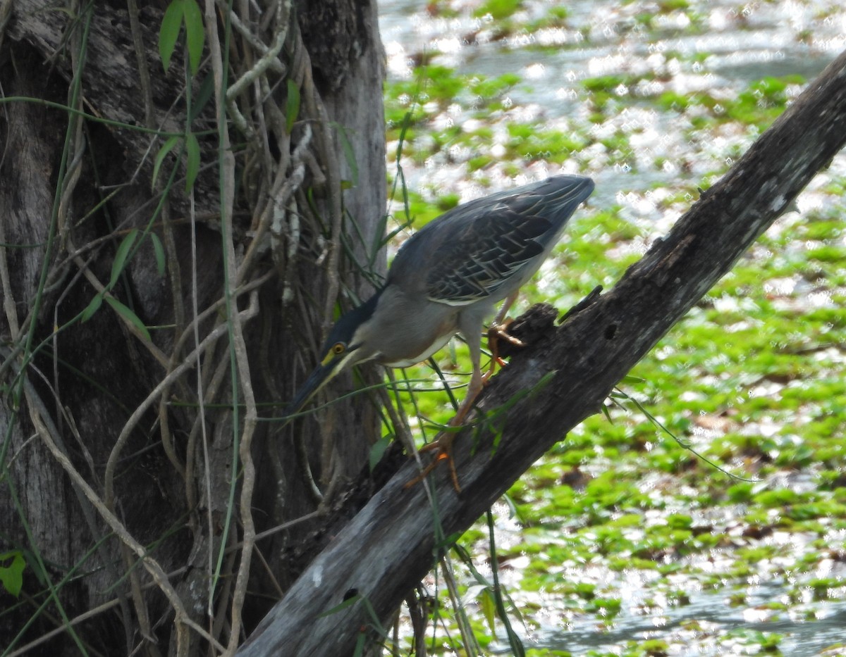 Striated Heron - Jose Fernando Sanchez O.