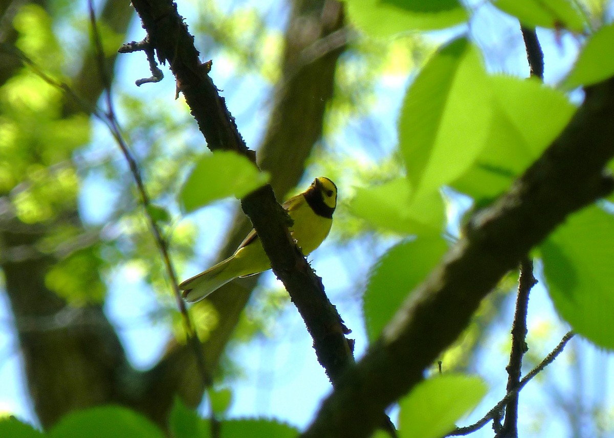 Hooded Warbler - Tony Kurz