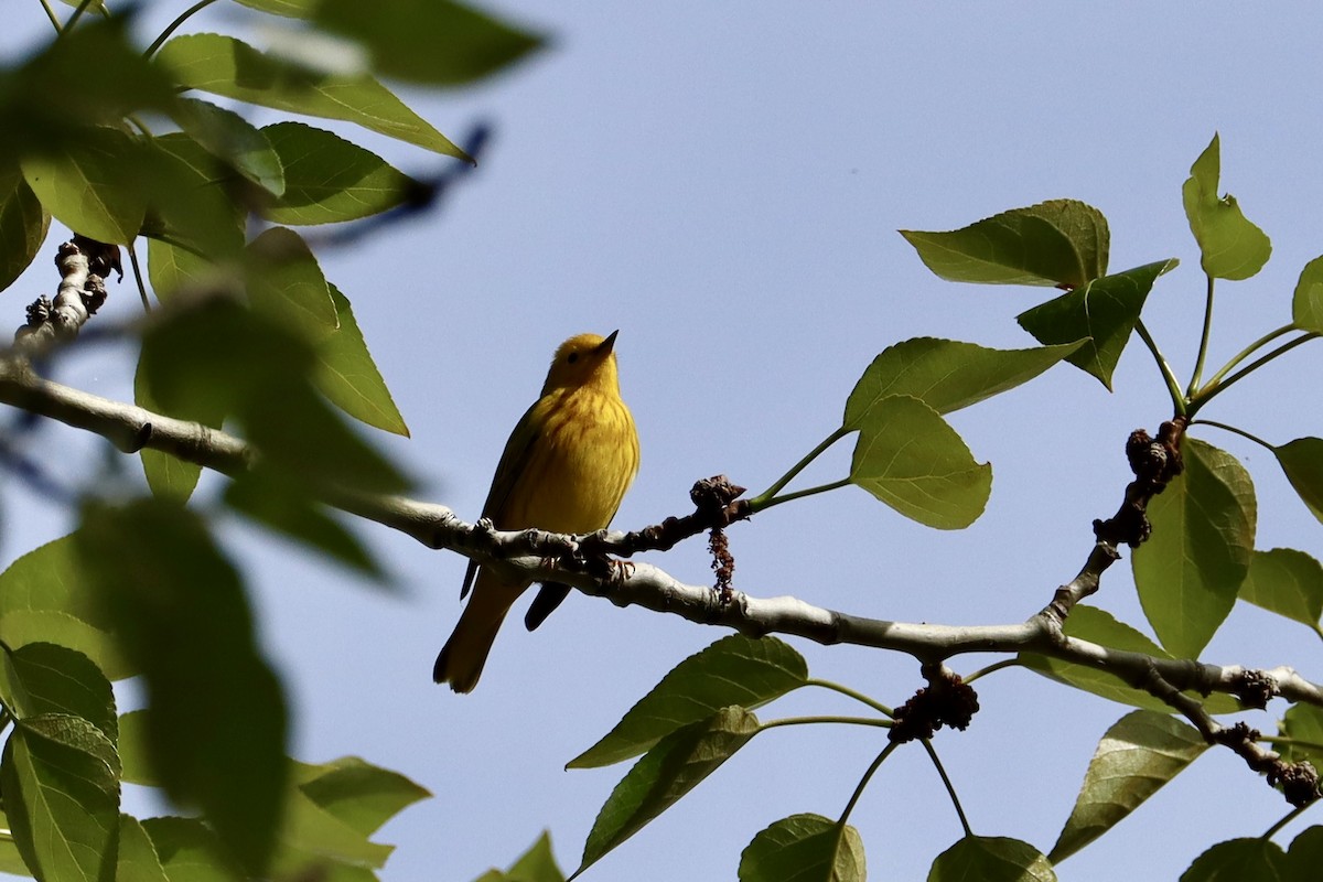 Yellow Warbler - Sarah von Innerebner