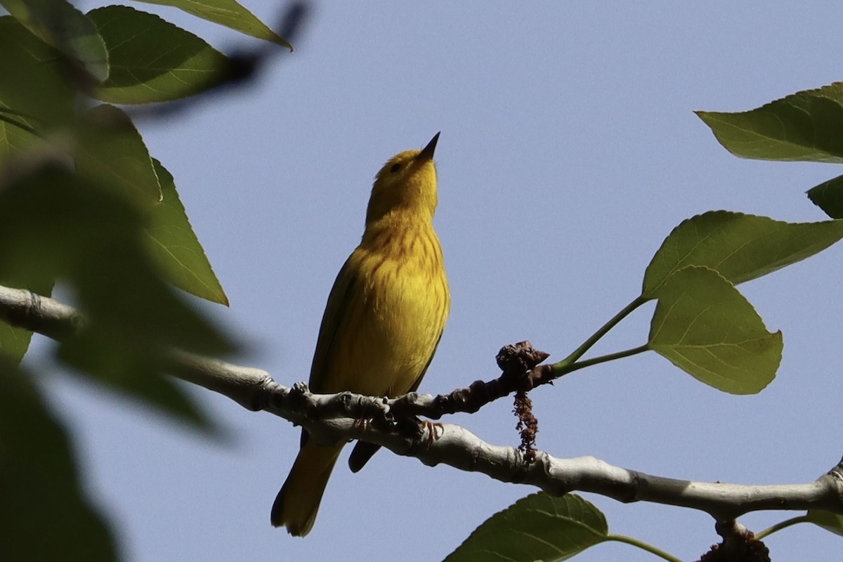 Yellow Warbler - Sarah von Innerebner