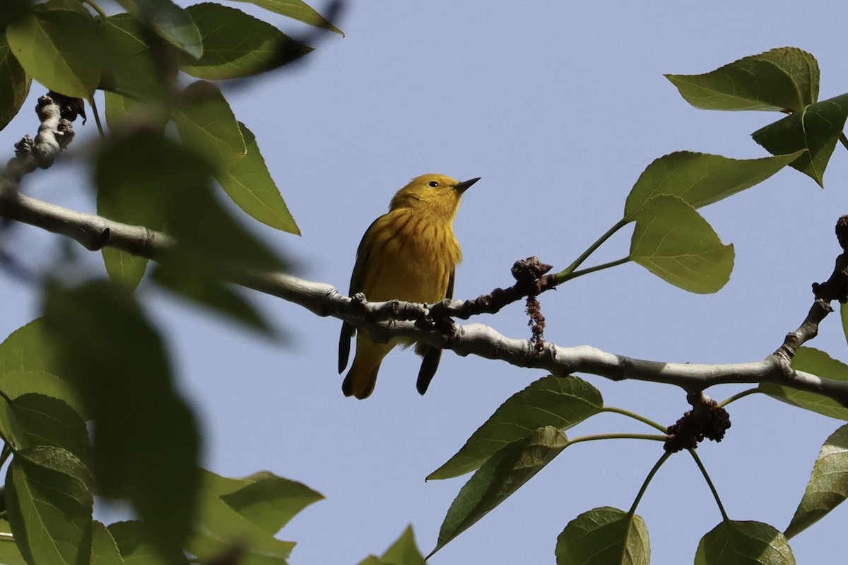 Yellow Warbler - Sarah von Innerebner