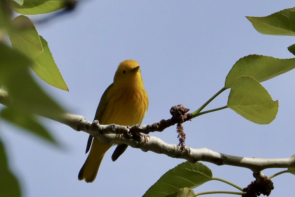 Yellow Warbler - Sarah von Innerebner