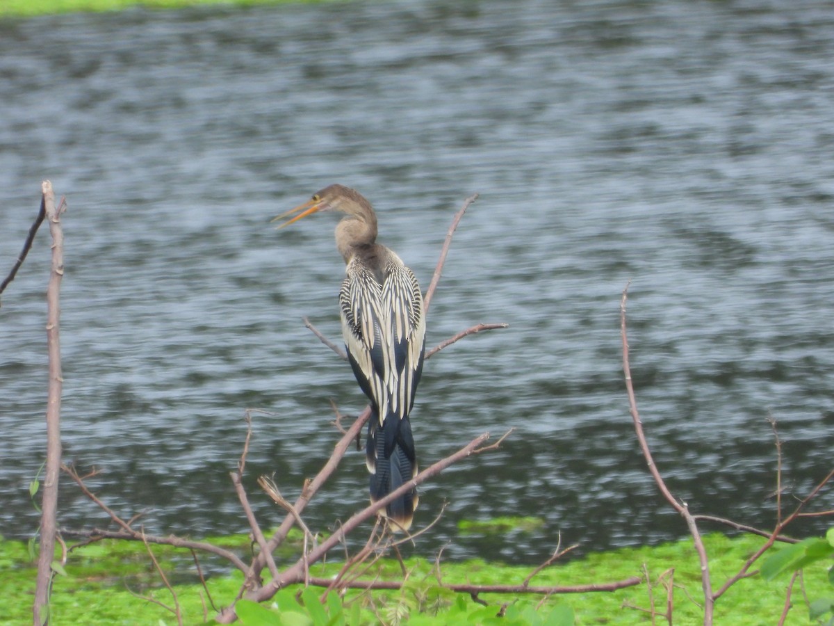 Anhinga - Jose Fernando Sanchez O.